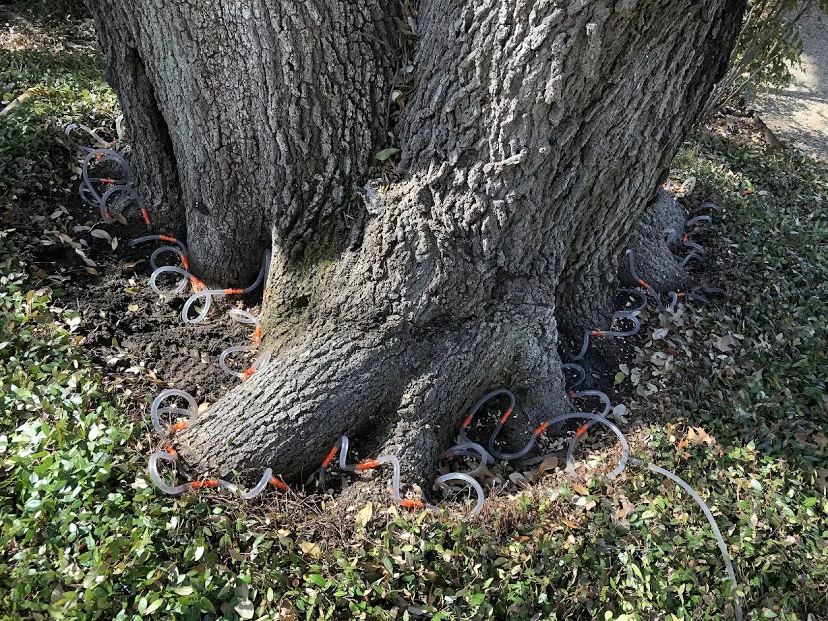 Detailed Tree Cabling and Bracing job site in Mark