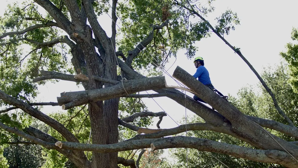 Professional Crown Thinning performed by certified arborists in Mark