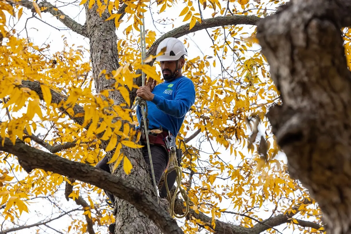 Skilled Storm Damage Cleanup crew working in Mark